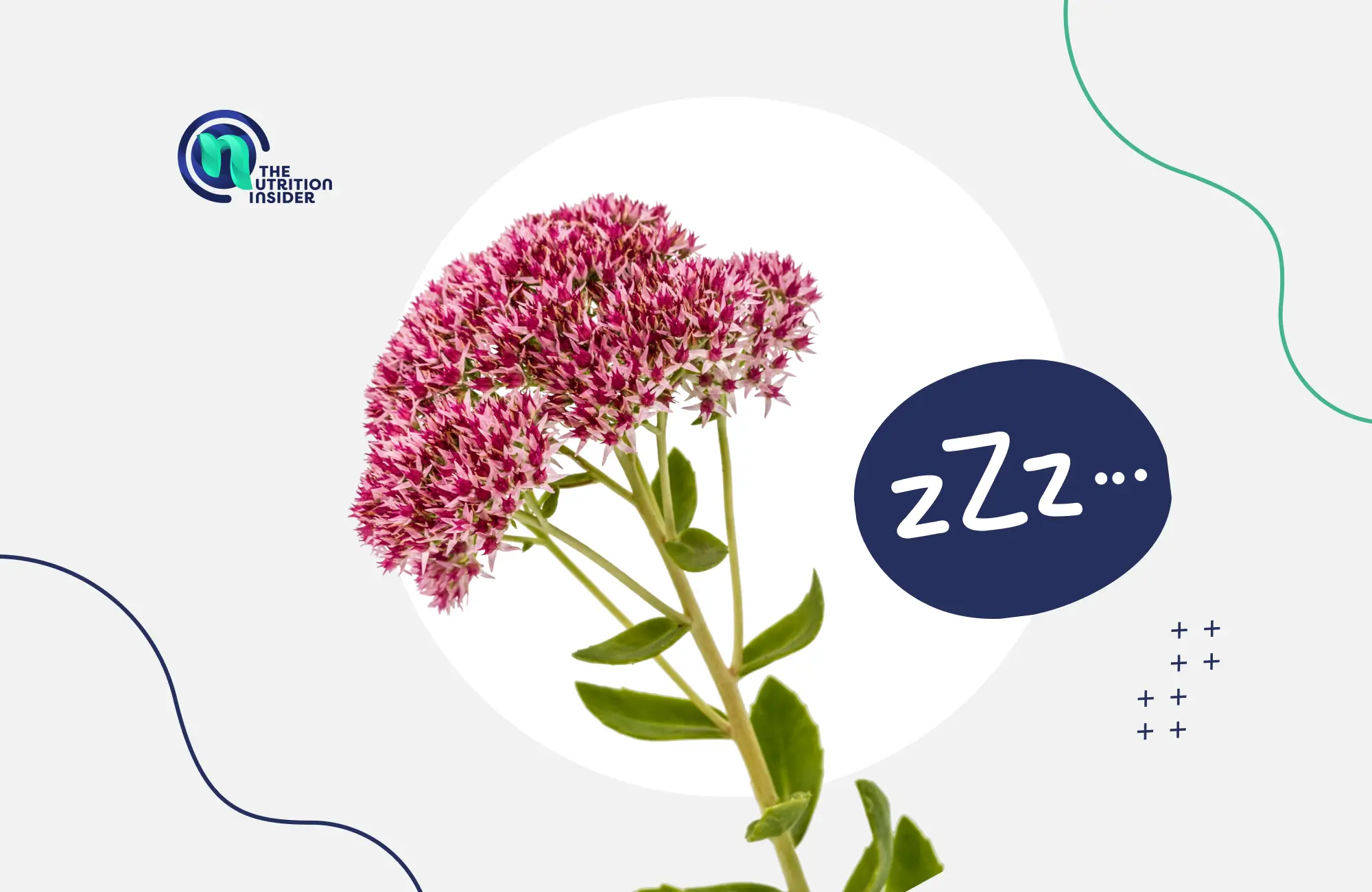 What is Valerian Root