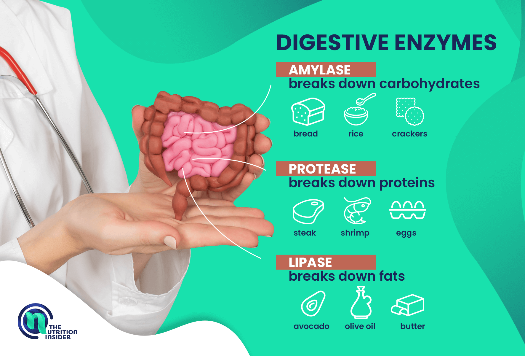 a breakdown of the main types of digestive enzymes amylase, protease, and lipase