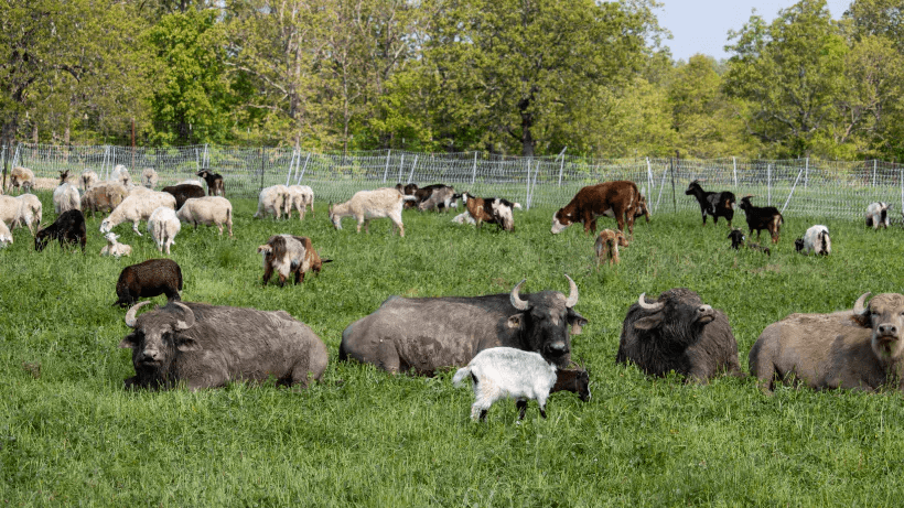 water buffalo and other animals at ancient nutrition farm