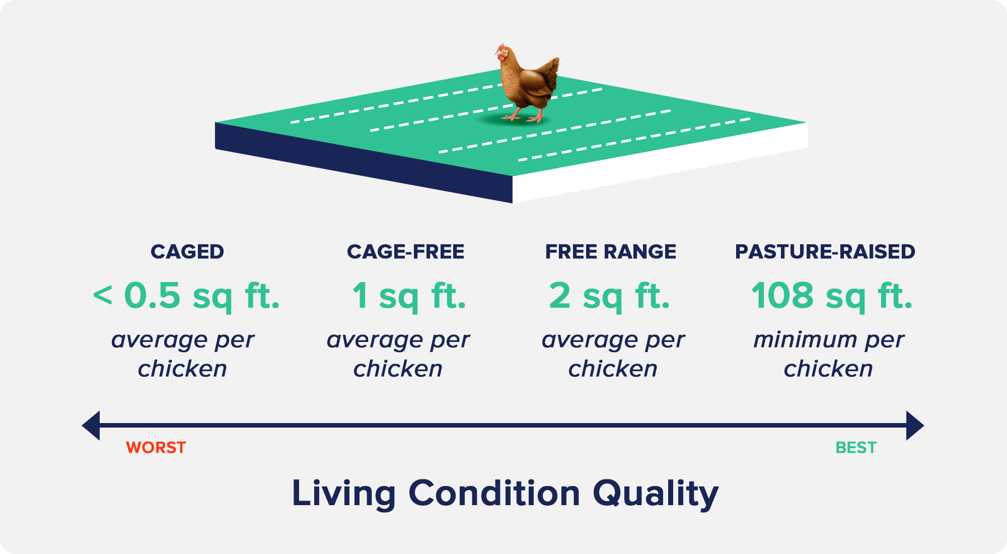 Cage-Free vs Free Range vs Pasture Raised