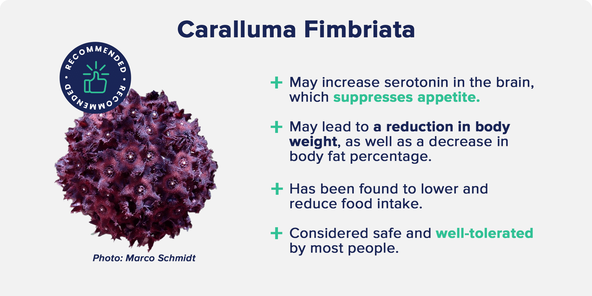 caralluma fimbriata