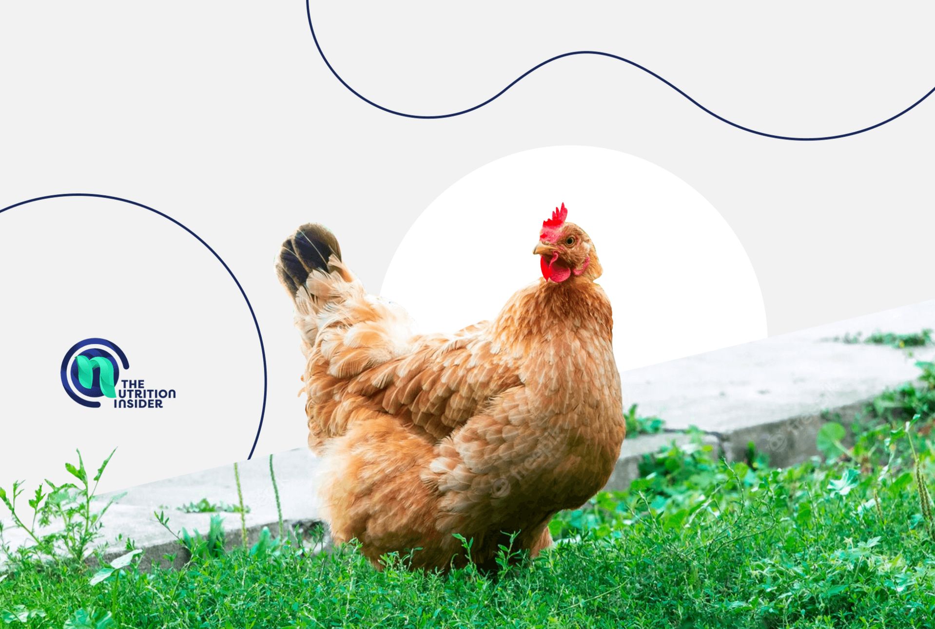 Free Range Chicken Featured IMG