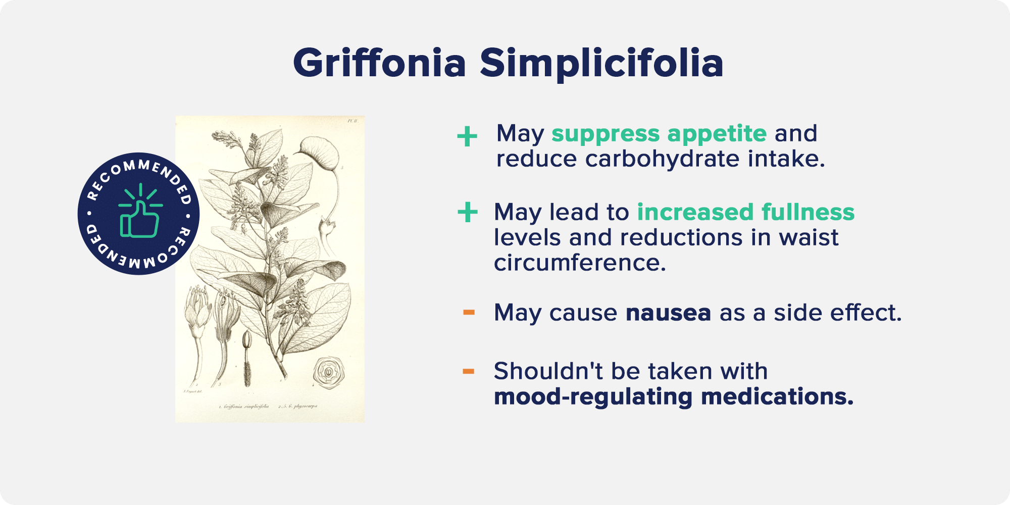 Griffonia simplicifolia