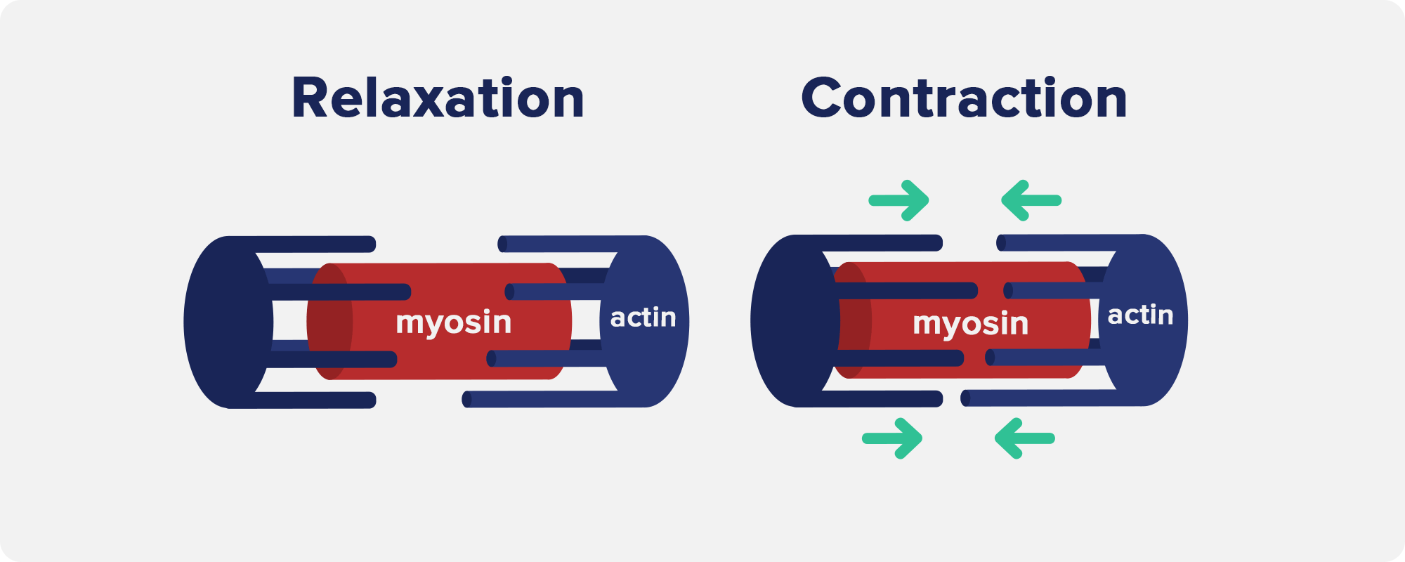 Relaxation vs Contraction