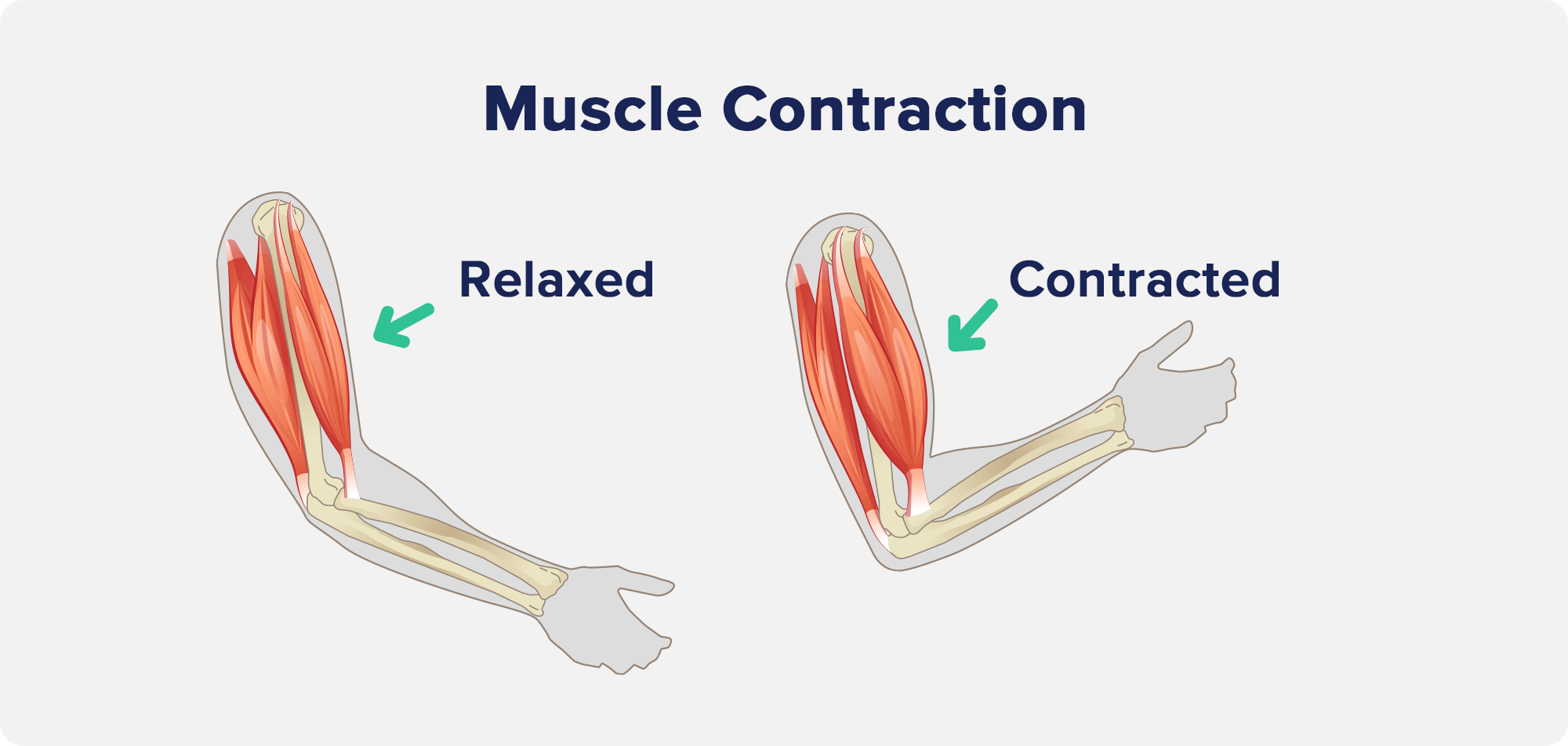 Muscle Contraction