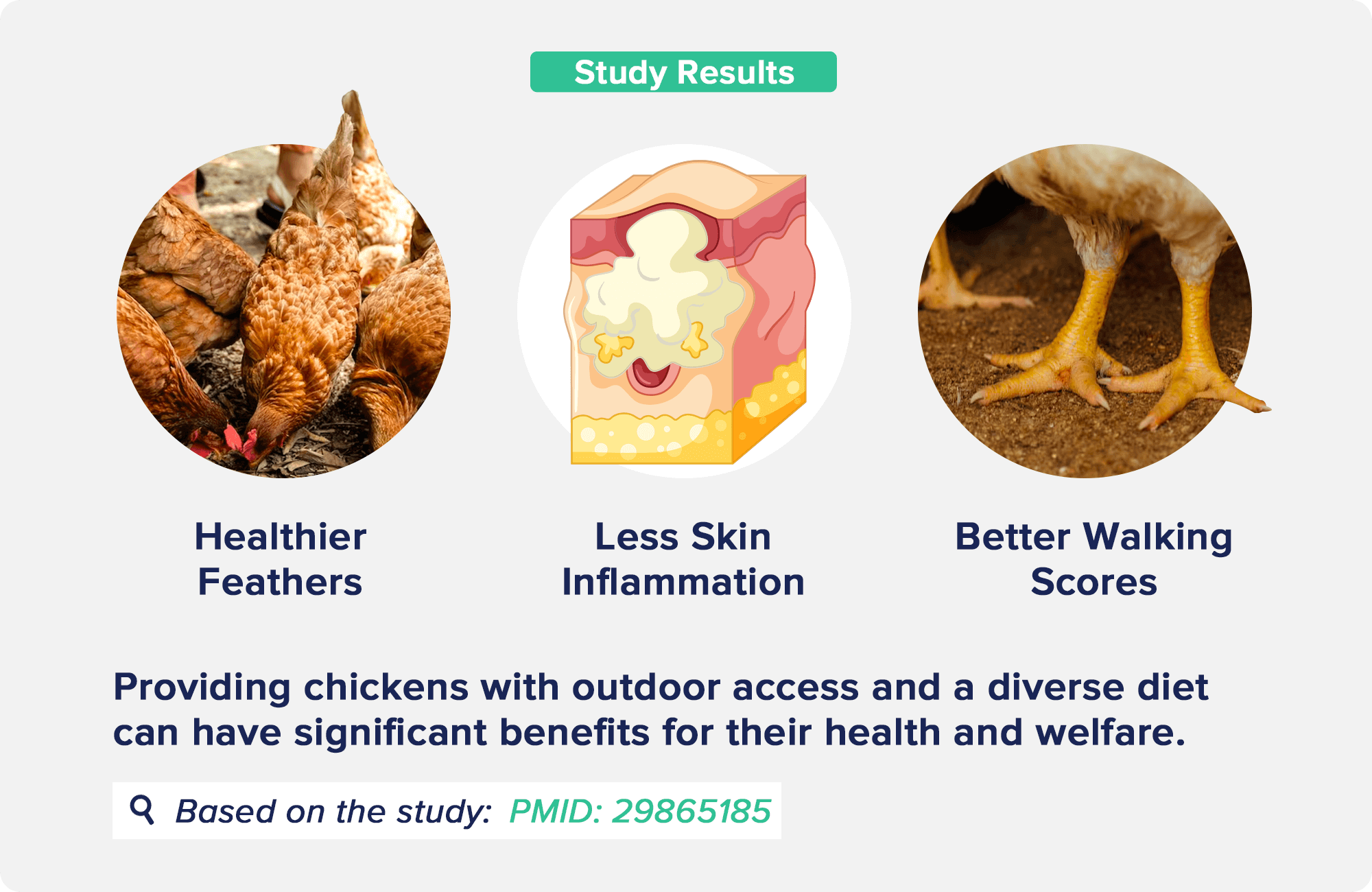 benefits of free range chicken