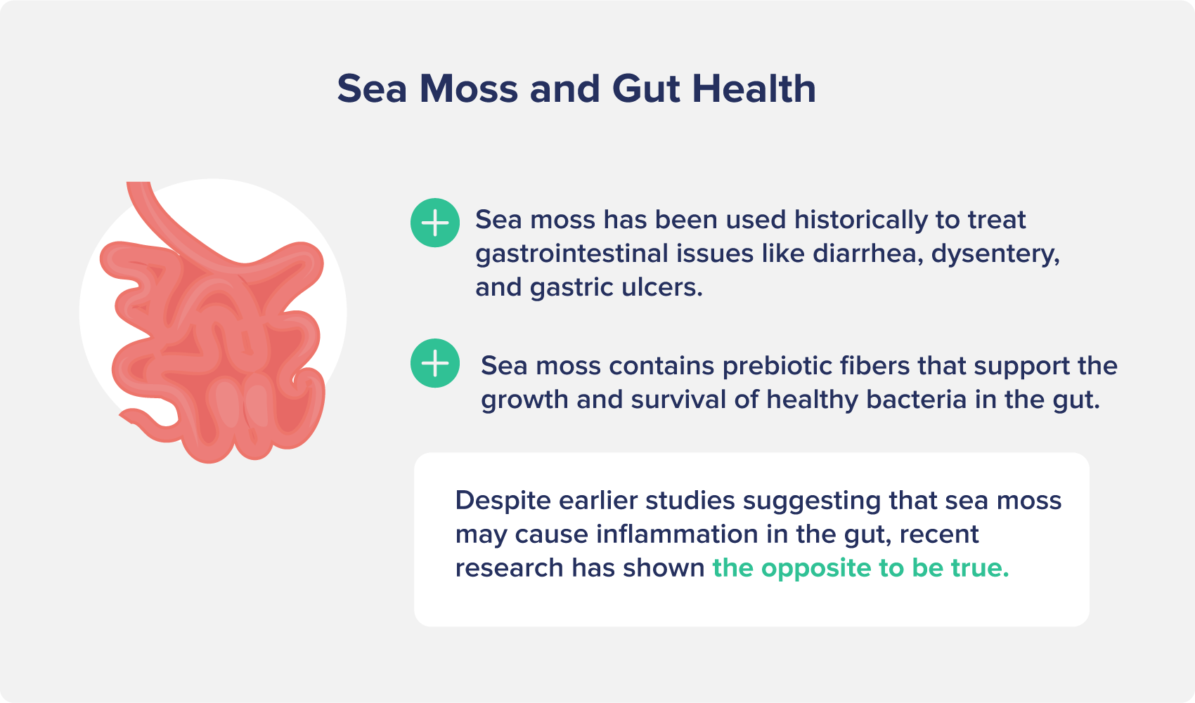 Sea Moss and Gut Health
