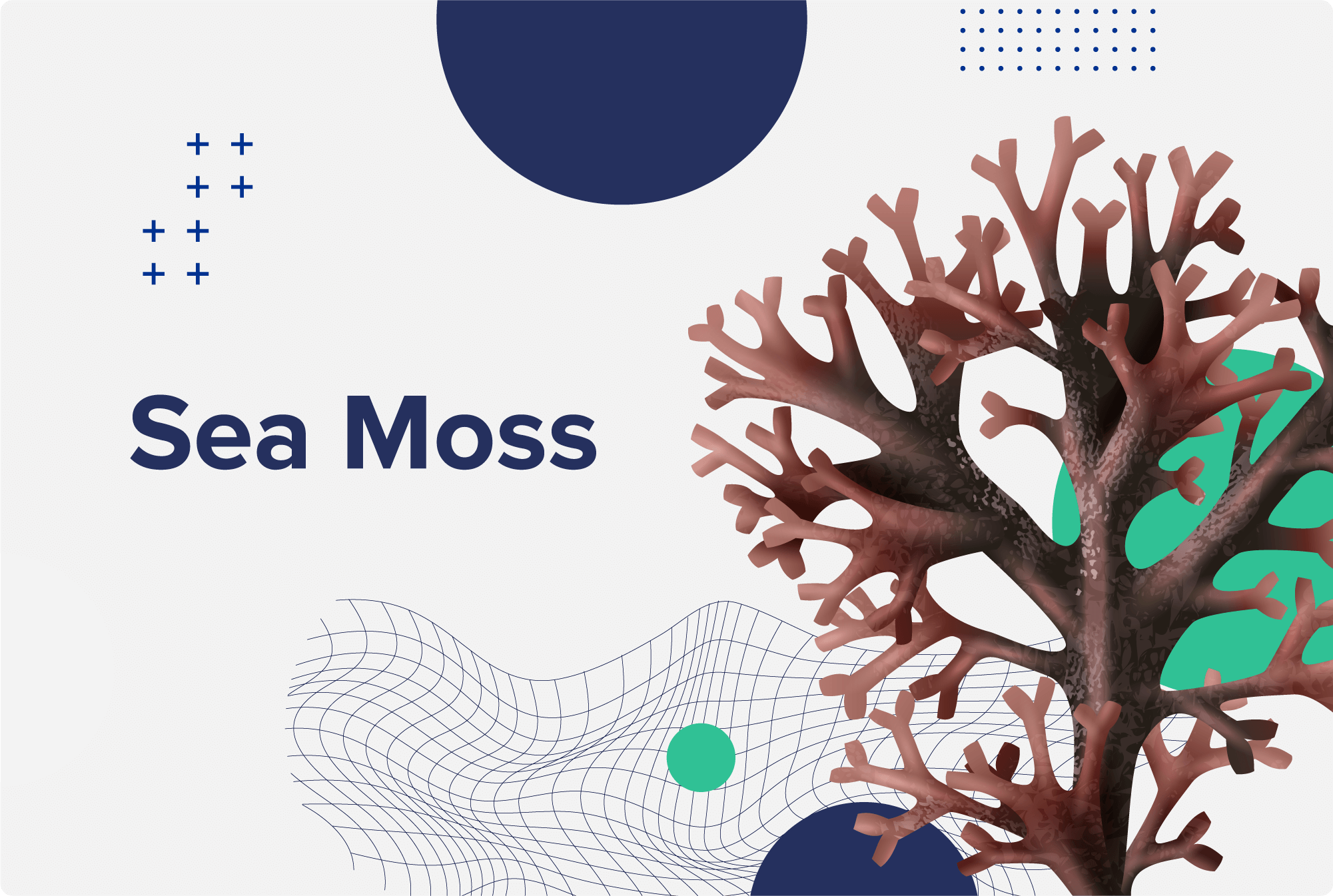 Sea Moss