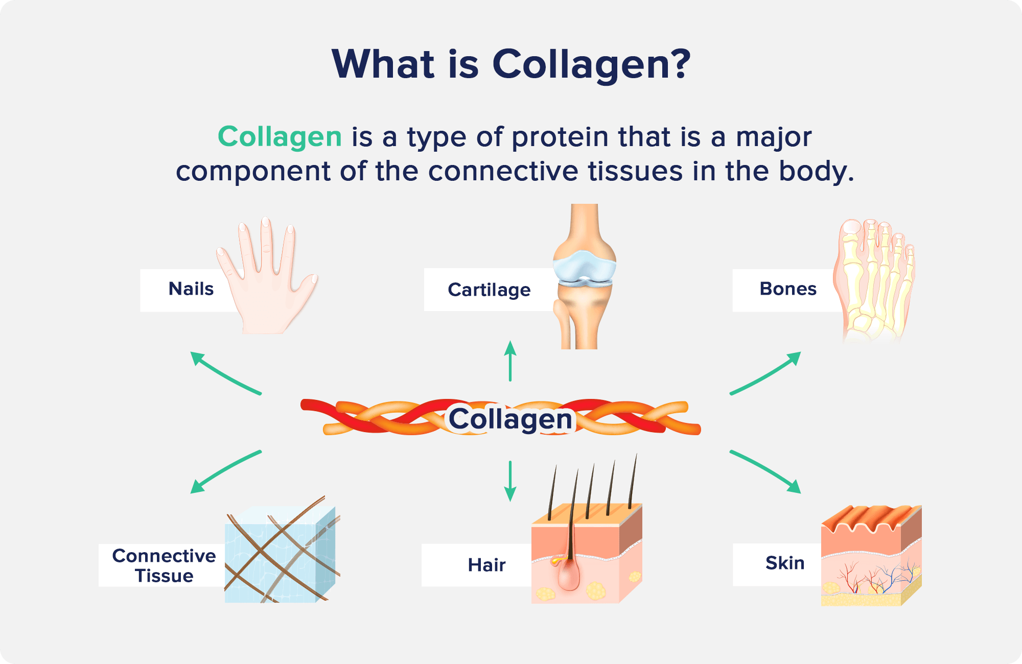 What is Collagen?