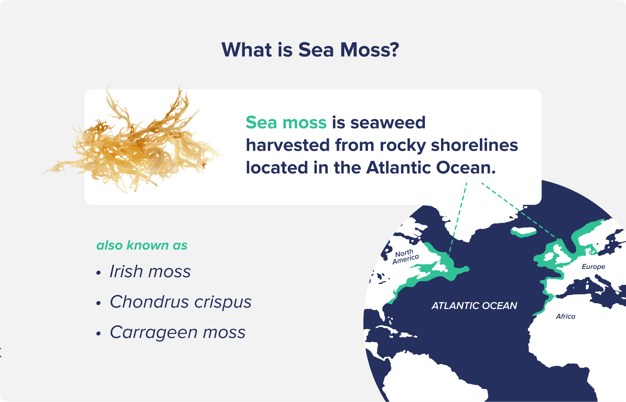 What is Sea Moss
