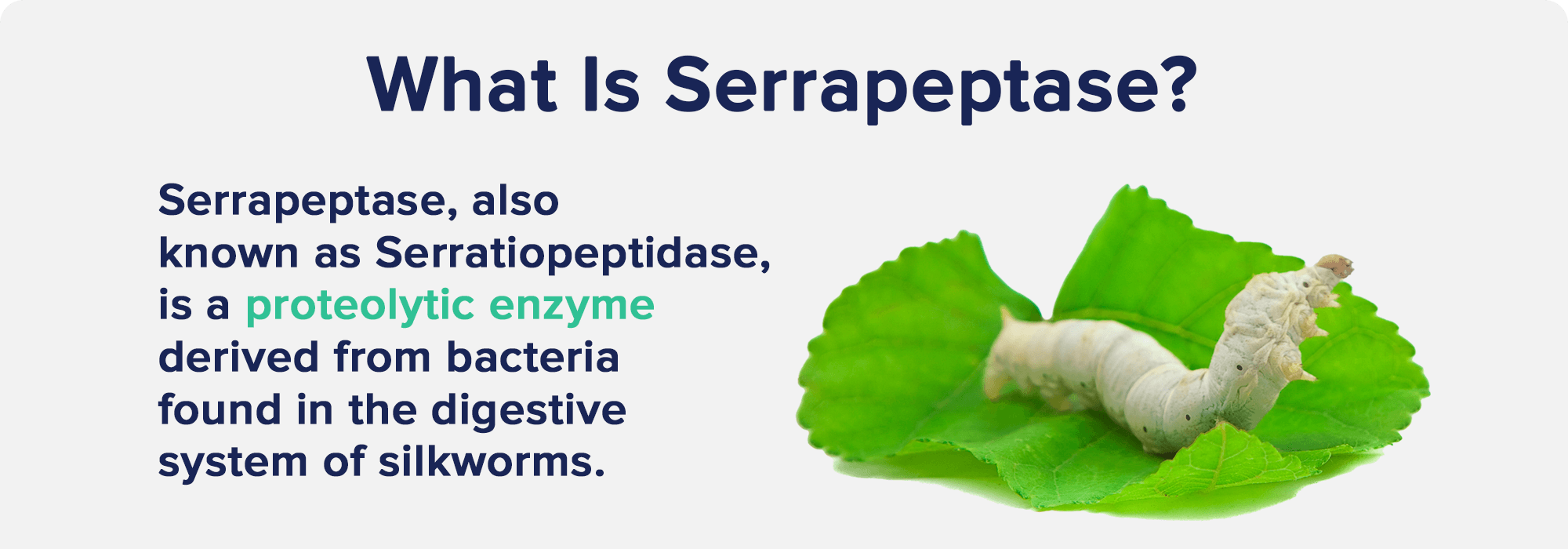What Is Serrapeptase?