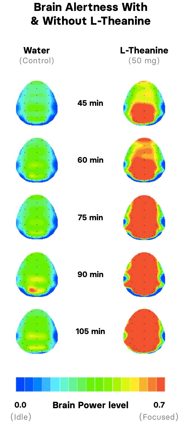 Brain Alertness with & without L-Theanine