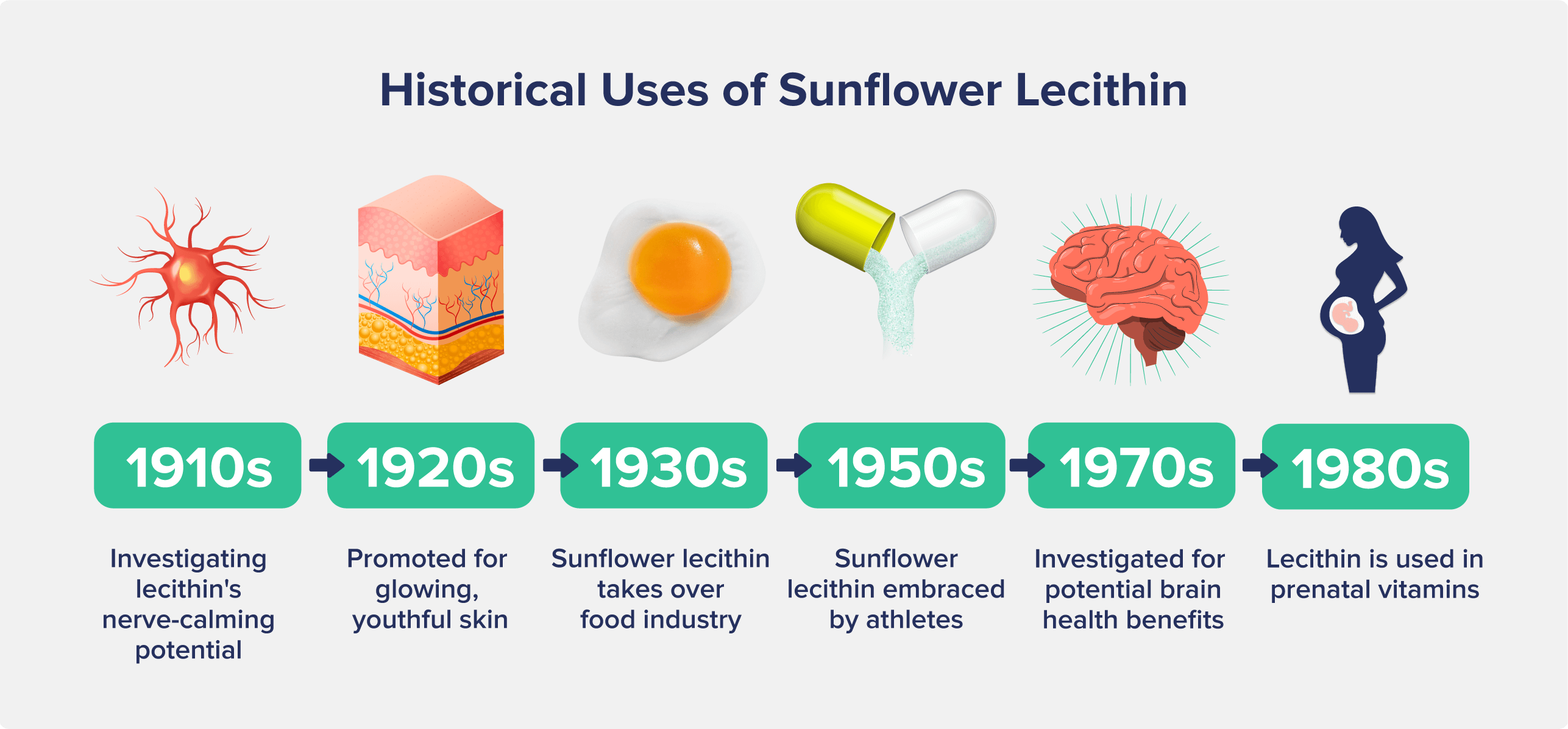 A graphic entitled Historical Uses of Sunflower Lecithin showing a timeline of lecithin's uses spanning the 1910s to the 1980s