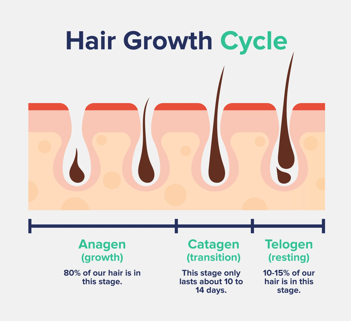 Hair Growth Cycle