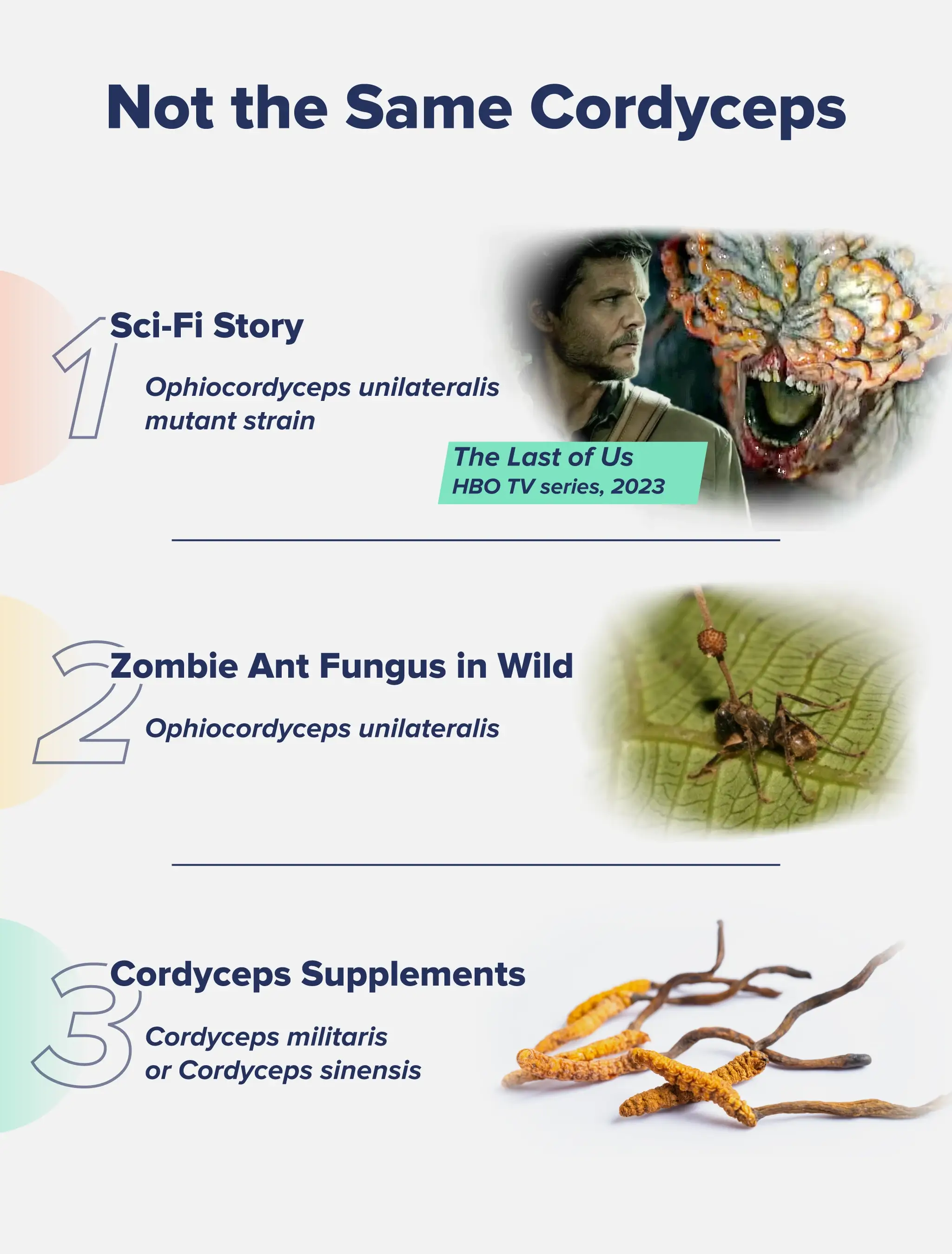 Not the Same CordycepsSci-Fi Story, Zombie Ant Fungus in Wild, Cordyceps Supplements