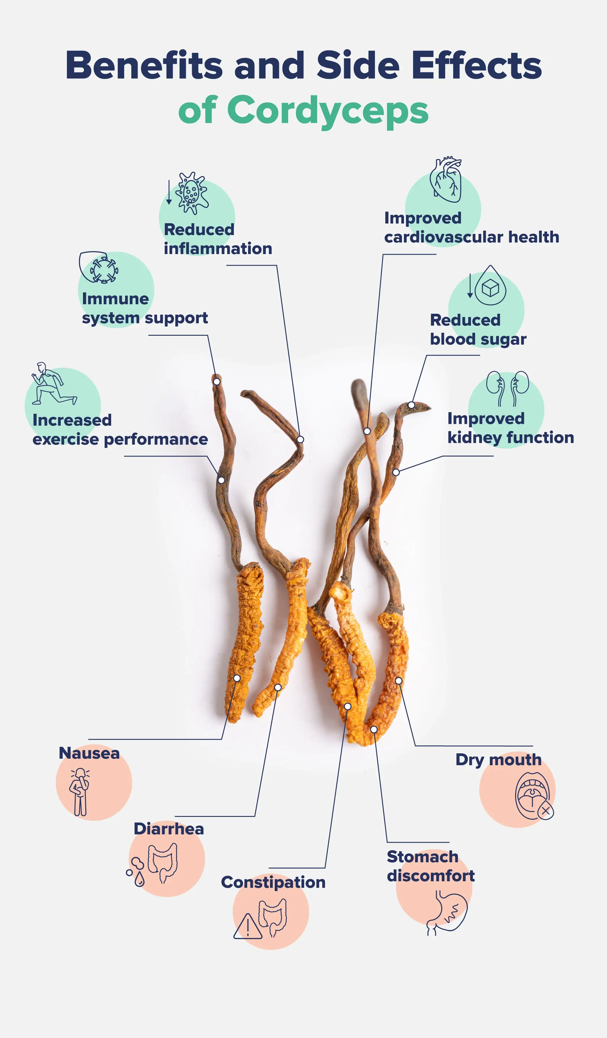 Benefits and Side Effects of Cordyceps