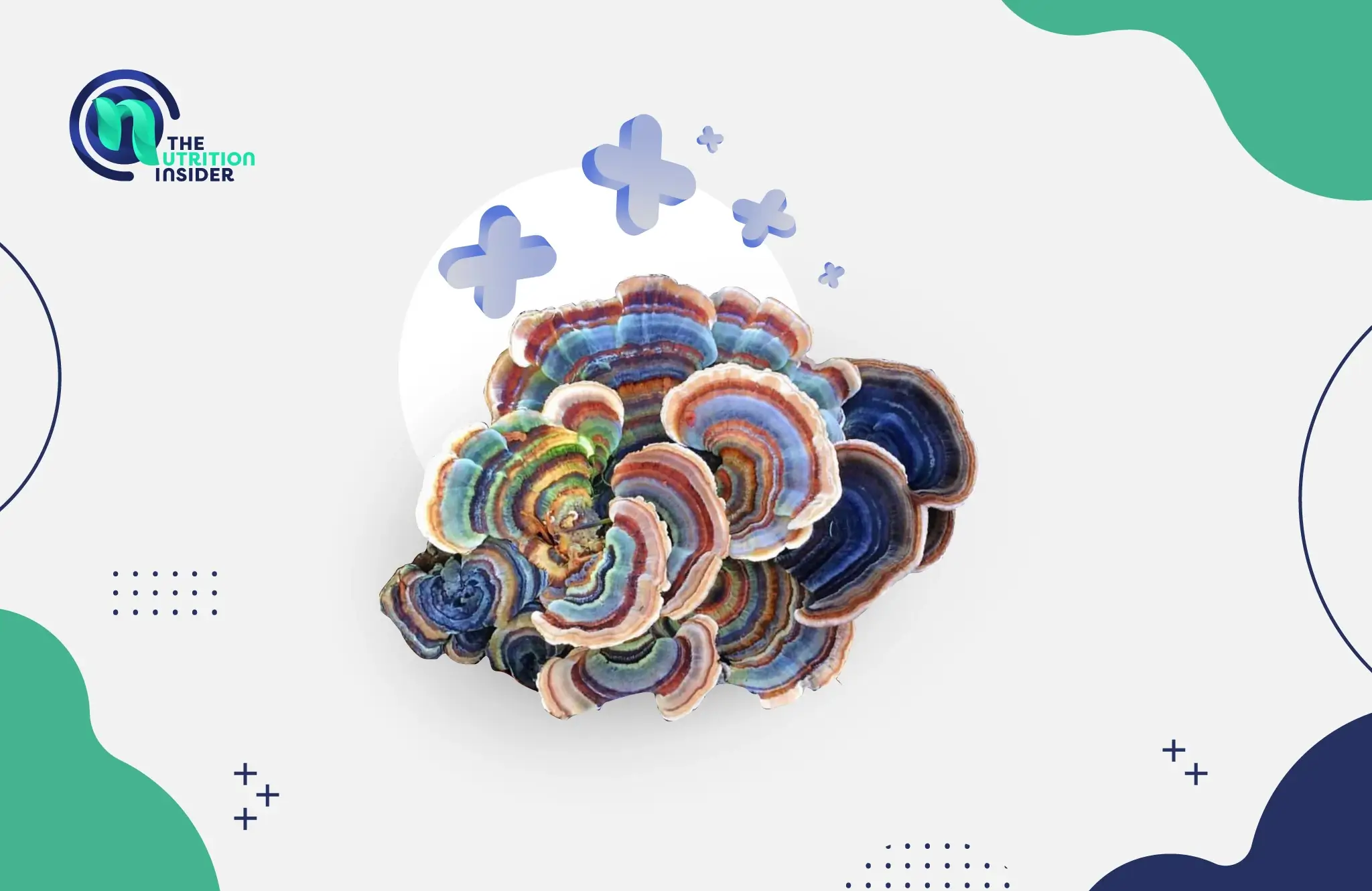 Turkey Tail Mushroom Benefits