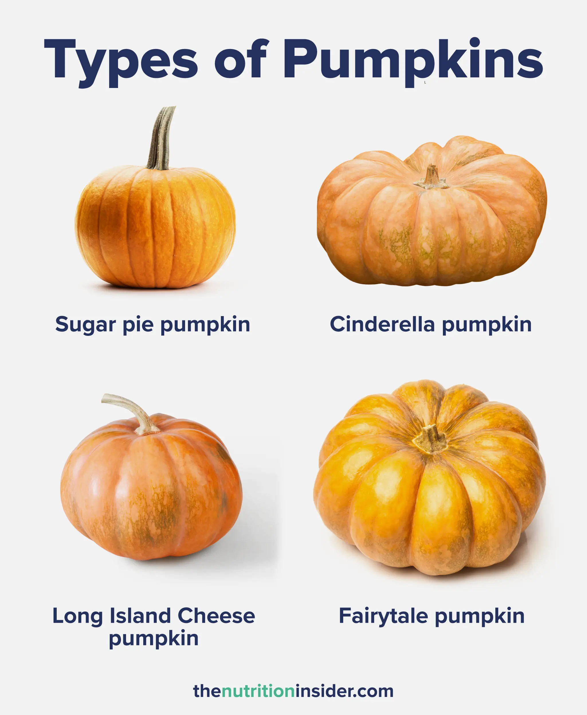 Types of Squashes